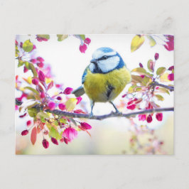 Cute Bird Vykort