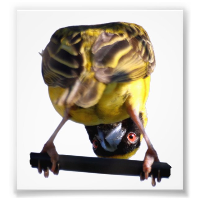 Cute Birdie Photograph (Satin) Fototryck (Framsidan)