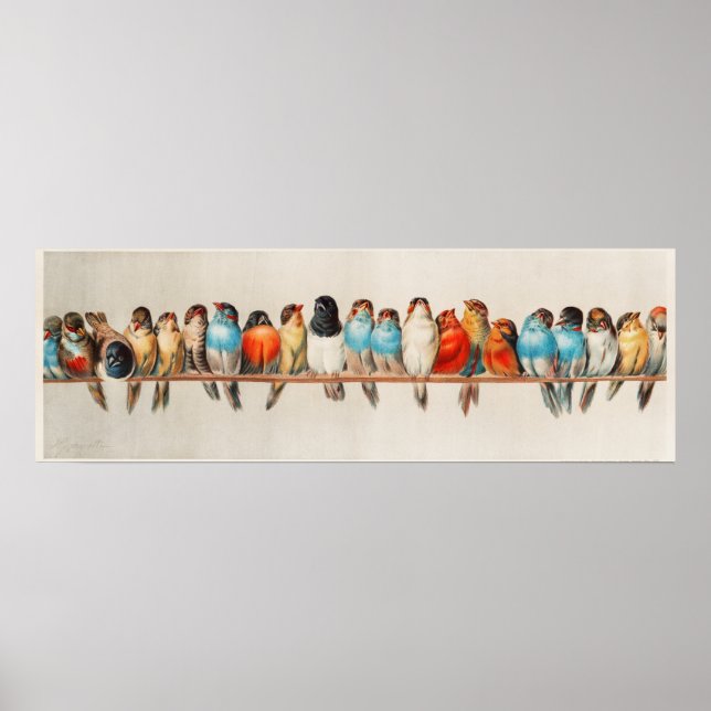 Cute Birds Poster (Framsidan)