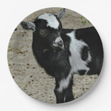 Cute Black and White Baby Goat Photo