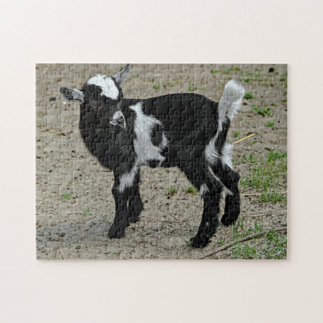 Cute Black and White Baby Goat Photo Pussel (Horisontell)
