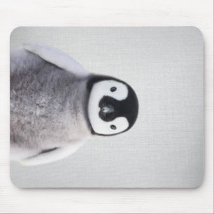 Cute Black and White Baby Penguin Musmatta