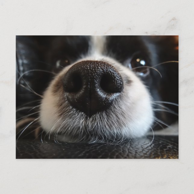 Cute Black and White Gräns Collie Nose och Ögon Vykort (Framsida)