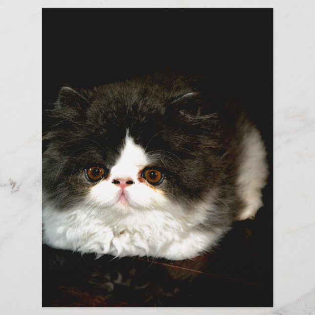 Cute Black and White Kitten cat pet (Framsida)