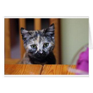 Cute Black and White Kitten Hälsningskort