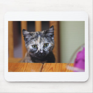 Cute Black and White Kitten Musmatta