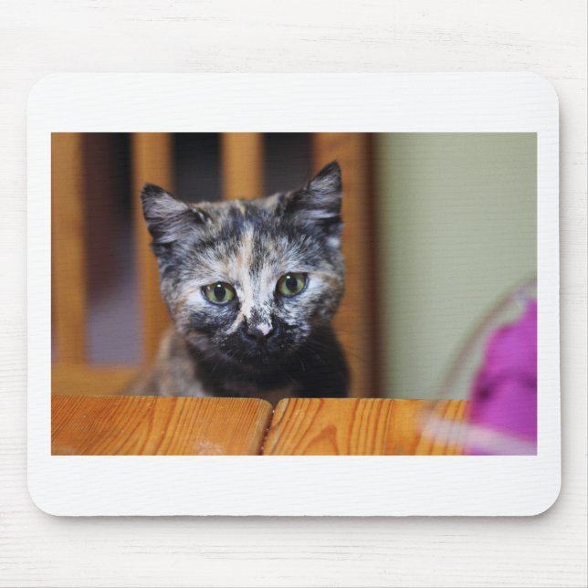 Cute Black and White Kitten Musmatta (Framsidan)