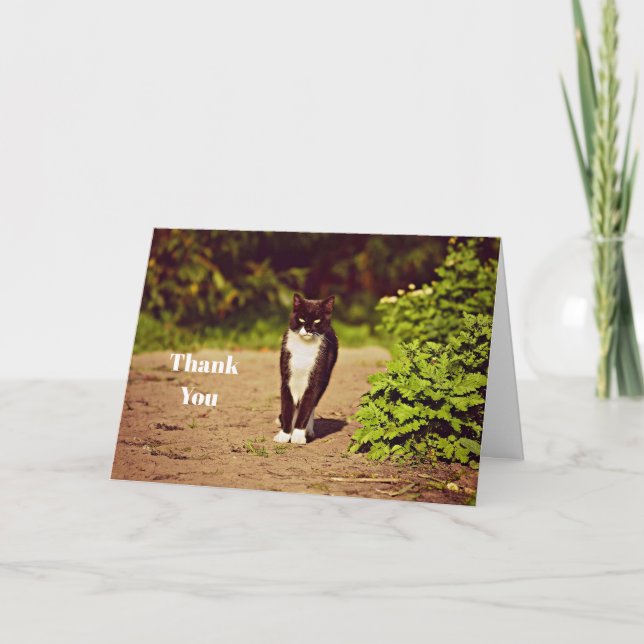 Cute Black and White Tuxedo Cat Photo Tack Kort (Framsida)