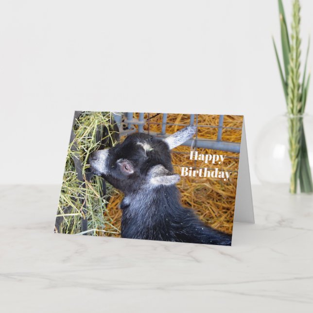 Cute Black Baby Goat Eating Hay Birthday Kort (Framsida)