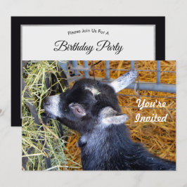Cute Black Baby Goat Eating Hay Photo Birthday Inbjudningar