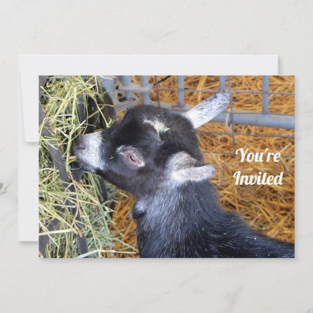 Cute Black Baby Goat Eating Hay Photo Inbjudningar (Framsida)