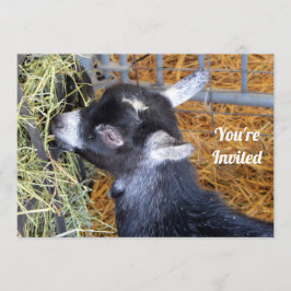 Cute Black Baby Goat Eating Hay Photo Inbjudningar