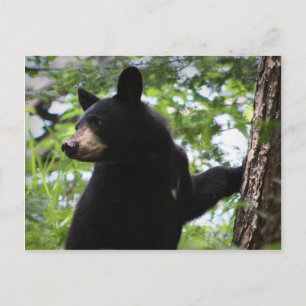 Cute Black Bear Unge klättrar på Träd i skogen Vykort
