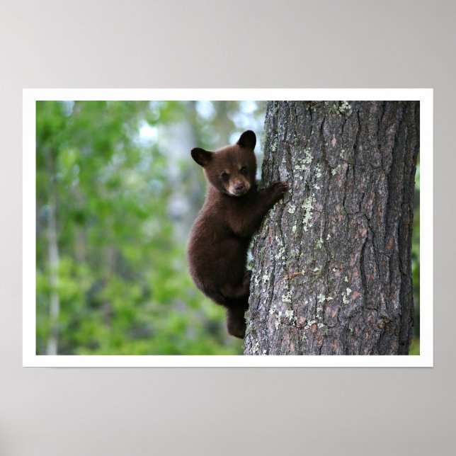 Cute Black Bear Unge som klättrar på Träd Poster (Framsidan)