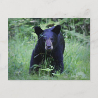 Cute Black Bear Unge som kör i Grönt Grass Vykort