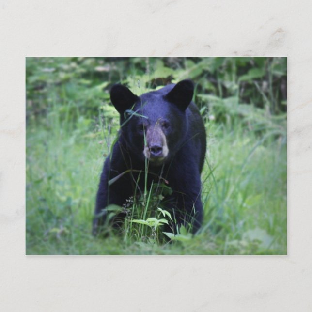 Cute Black Bear Unge som kör i Grönt Grass Vykort (Framsida)
