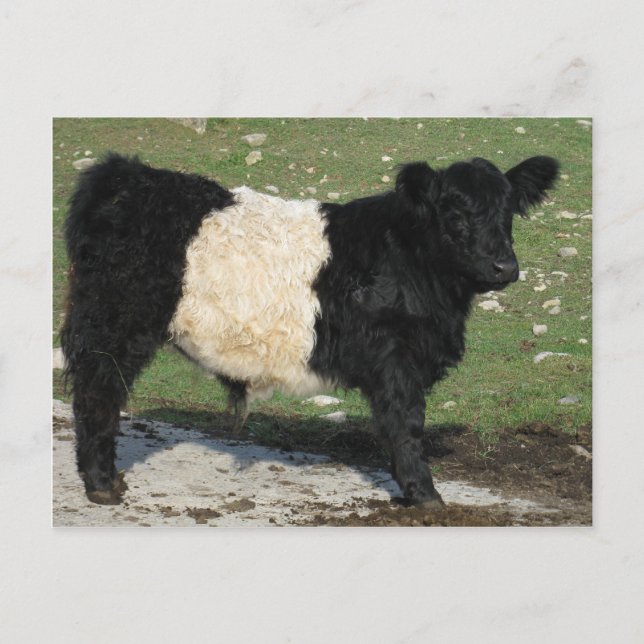 Cute Black Belted Galloway Calf Vykort (Framsida)