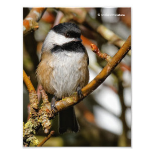 Cute Black-Caps Chickadee i Träd Fototryck