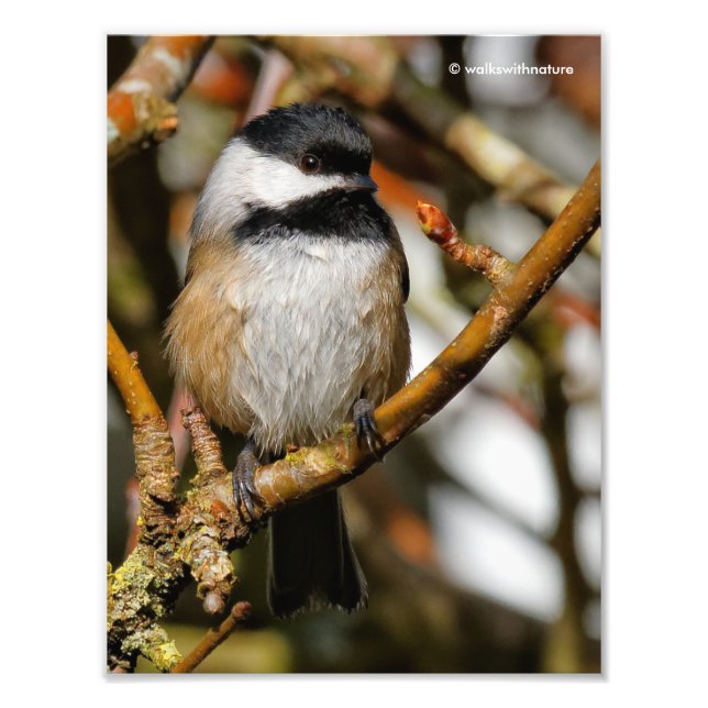 Cute Black-Caps Chickadee i Träd Fototryck (Framsidan)