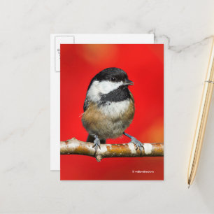 Cute Black-Caps Chickadee med Red Höst löv Vykort