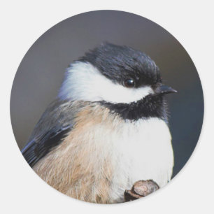Cute Black-Caps Chickadee på Gren Runt Klistermärke