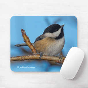 Cute Black-Caps Chickadee på Pear Träd Musmatta