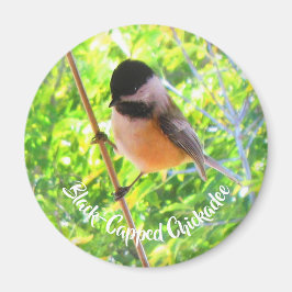 Cute Black Caps Chickadee Vild Birature Magnet