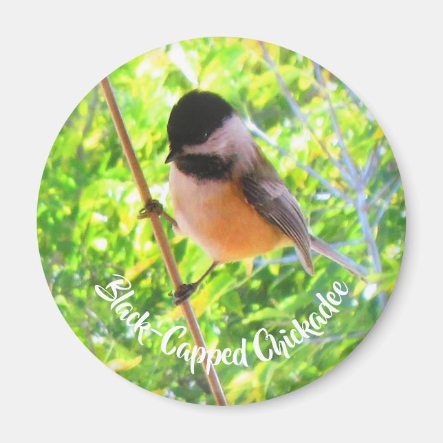 Cute Black Caps Chickadee Vild Birature Magnet (Framsidan)