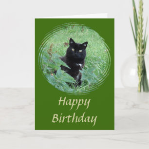 Cute Black Cat tittar nyfiket födelsedagskort Kort