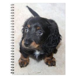 Cute Black Dachshund Puppy Hund Anteckningsbok