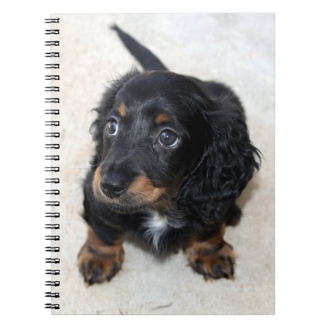 Cute Black Dachshund Puppy Hund Anteckningsbok (Framsidan)