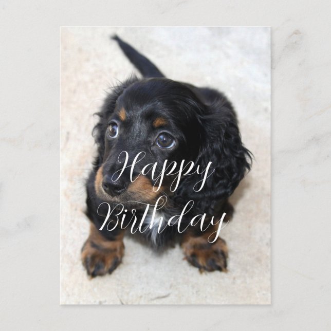 Cute Black Dachshund Puppy Hund Birthday Vykort (Framsida)