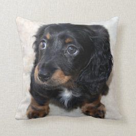 Cute Black Dachshund Puppy Hund Kudde