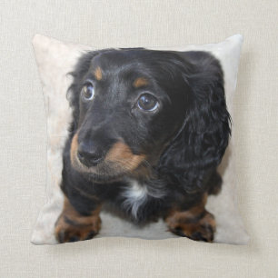 Cute Black Dachshund Puppy Hund Kudde