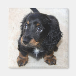 Cute Black Dachshund Puppy Hund Magnet