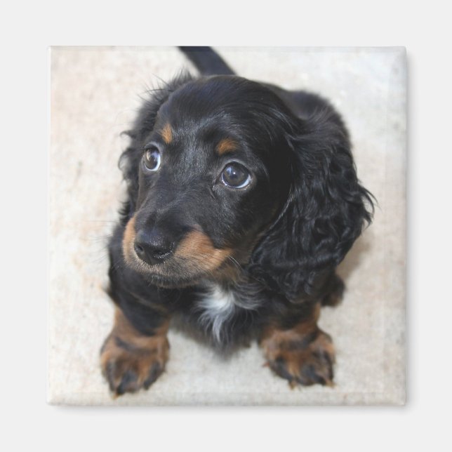 Cute Black Dachshund Puppy Hund Magnet (Framsidan)