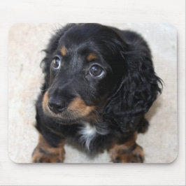 Cute Black Dachshund Puppy Hund Musmatta