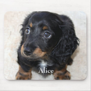 Cute Black Dachshund Puppy Hund Pet Musmatta