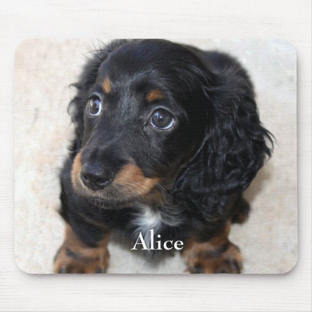 Cute Black Dachshund Puppy Hund Pet Musmatta (Framsidan)