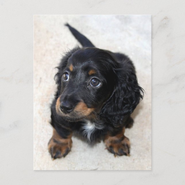 Cute Black Dachshund Puppy Hund Vykort (Framsida)