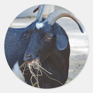 Cute Black Goat Photo Runt Klistermärke