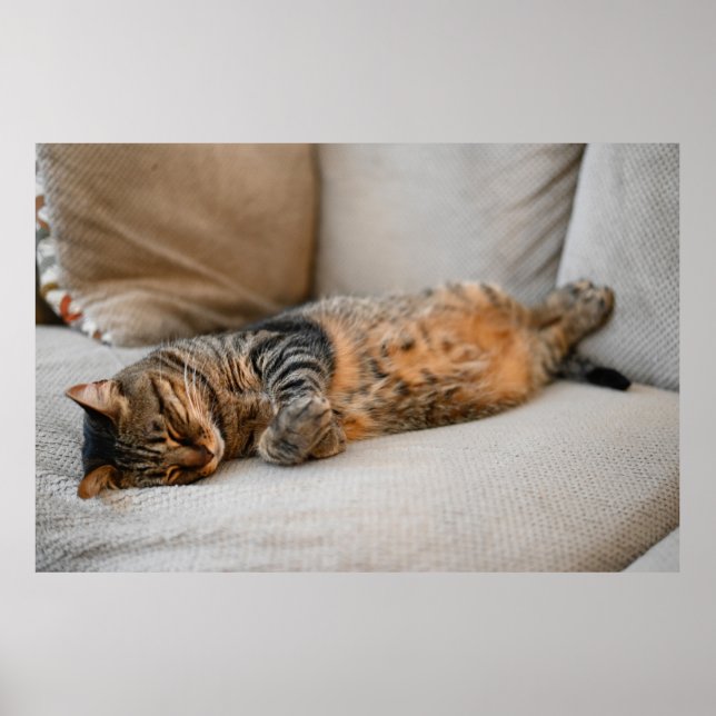 Cute Black Grått Orange Cat Sleeping Poster (Framsidan)