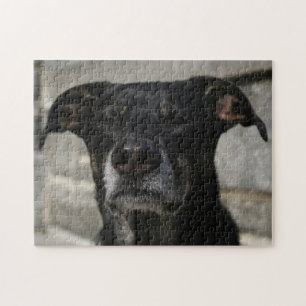 Cute Black Hund Lab Shepherd Mix Breed Hard Evil Pussel
