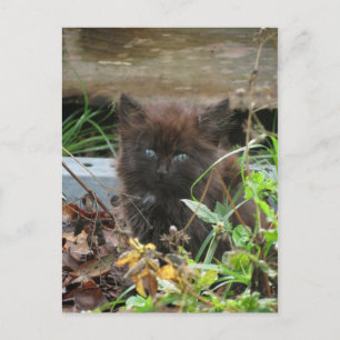 Cute Black Kitten Vykort