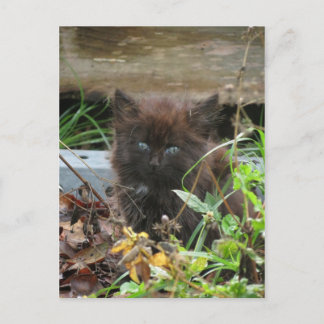 Cute Black Kitten Vykort