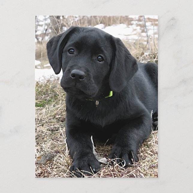 Cute Black Labrador Puppy - Lycklig Hund Svart lab Vykort (Framsida)