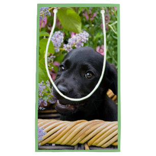 Cute Black Labrador Retriever Hund Puppy Pet Photo