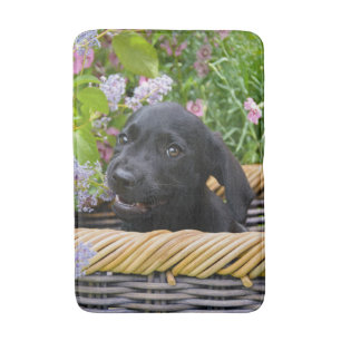 Cute Black Labrador Retriever Hund Puppy Pet Photo Badrumsmatta