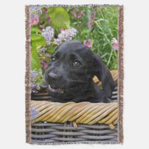 Cute Black Labrador Retriever Hund Puppy Pet Photo Filt