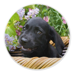 Cute Black Labrador Retriever Hund Puppy Pet Photo Knopp
